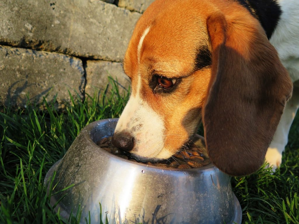 Jakie powinno być jedzenie dla psa?